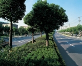 陽(yáng)邏道路刷黑改造工程